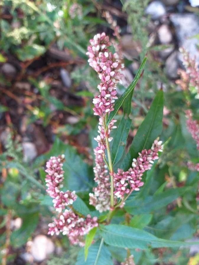Poligono persicaria 10