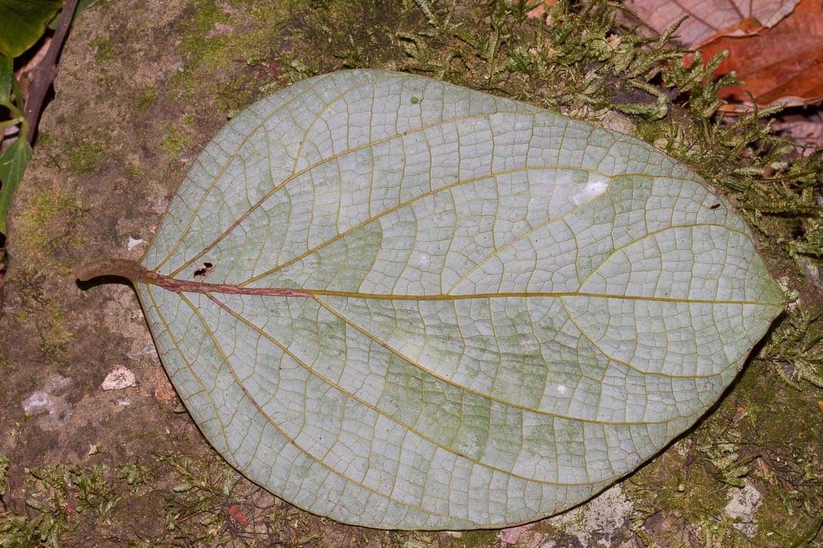 Cryptocarya 9