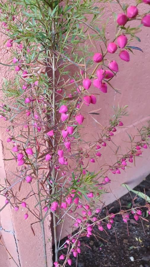 Boronia 8