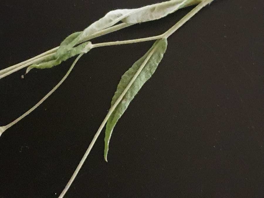 Gutenbergia Rueppella 15