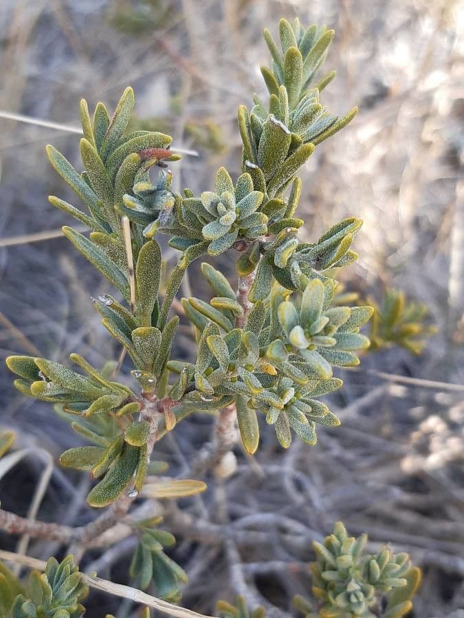 Daphne tinctoria 16