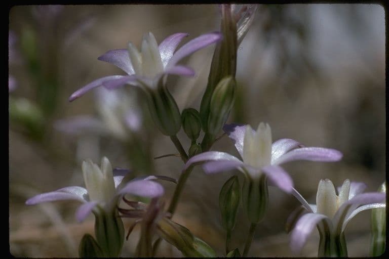Brodiaea bledá 3