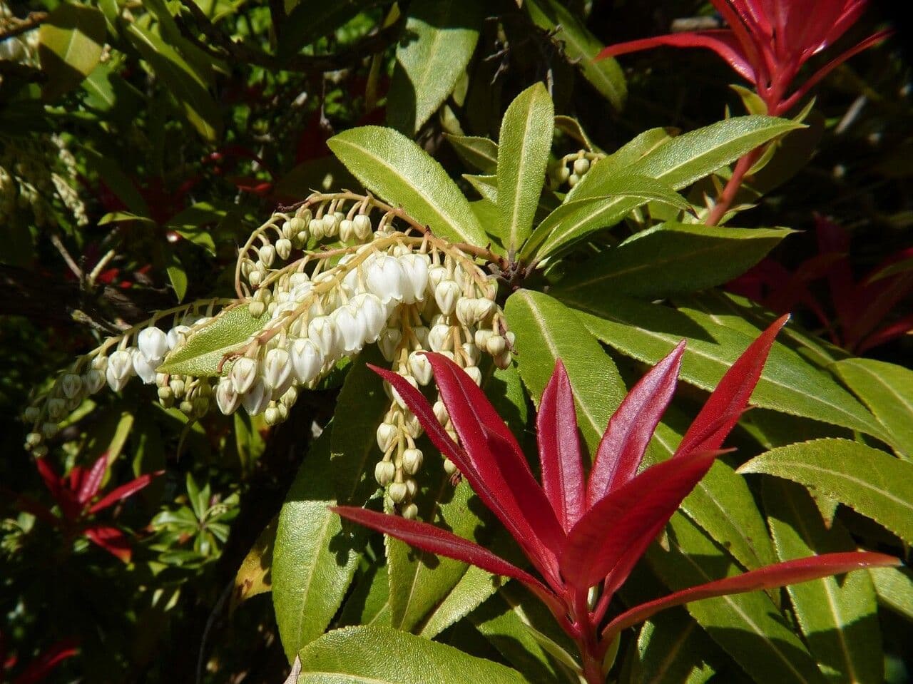 Pieris giapponese 8