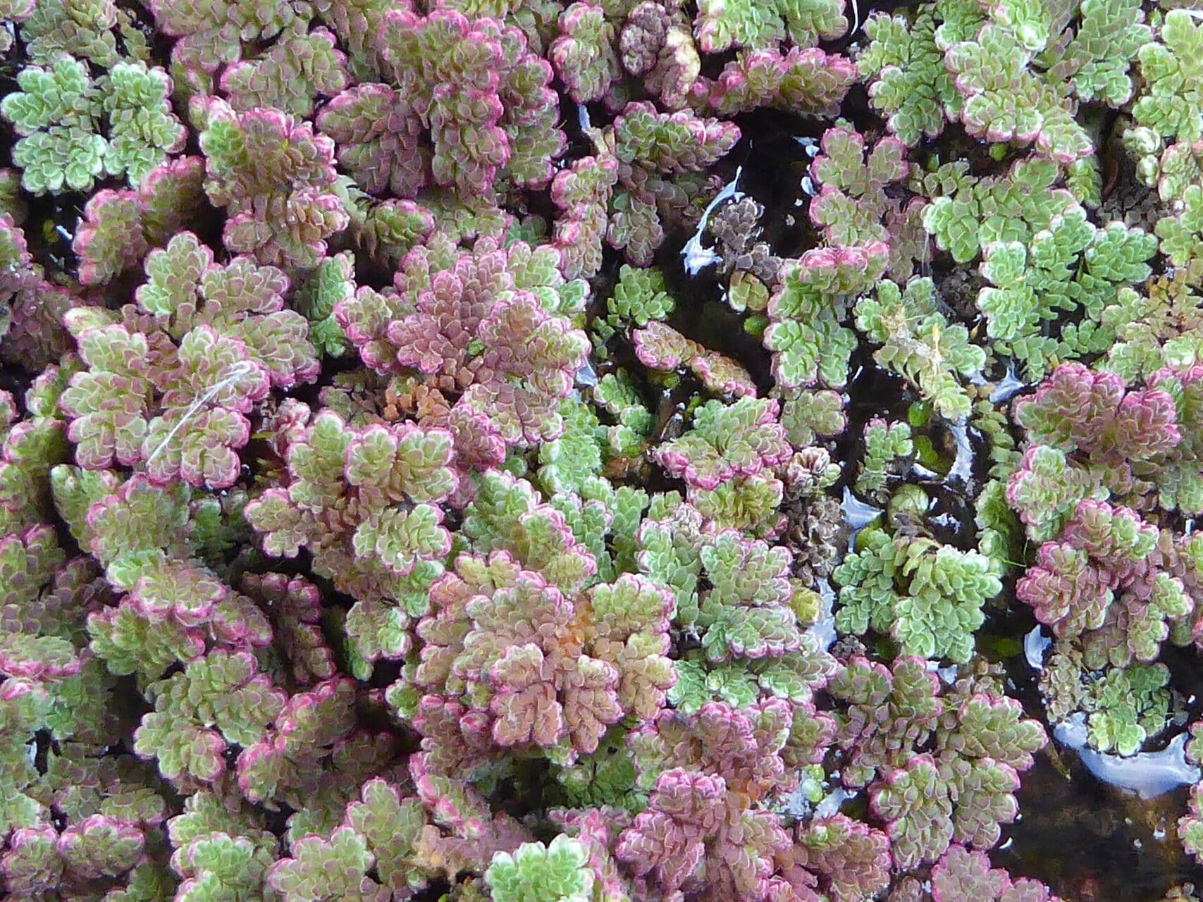 Azolla drobna 15