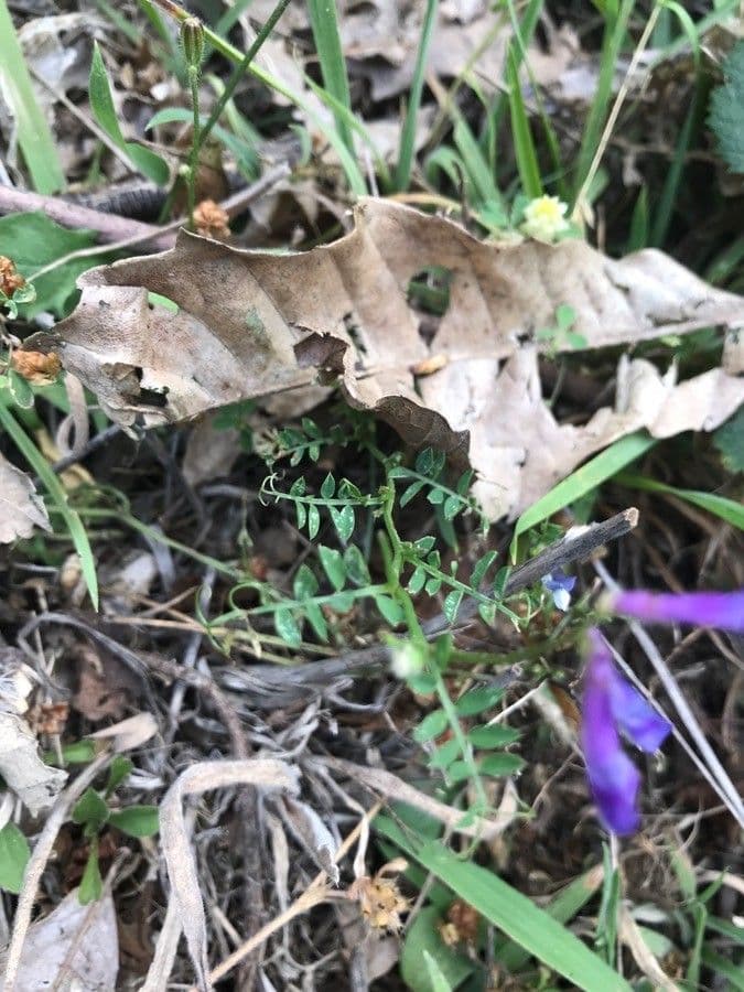 Vesce à une fleur 16
