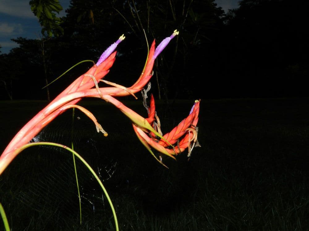 Tillandsia flexueuse 5