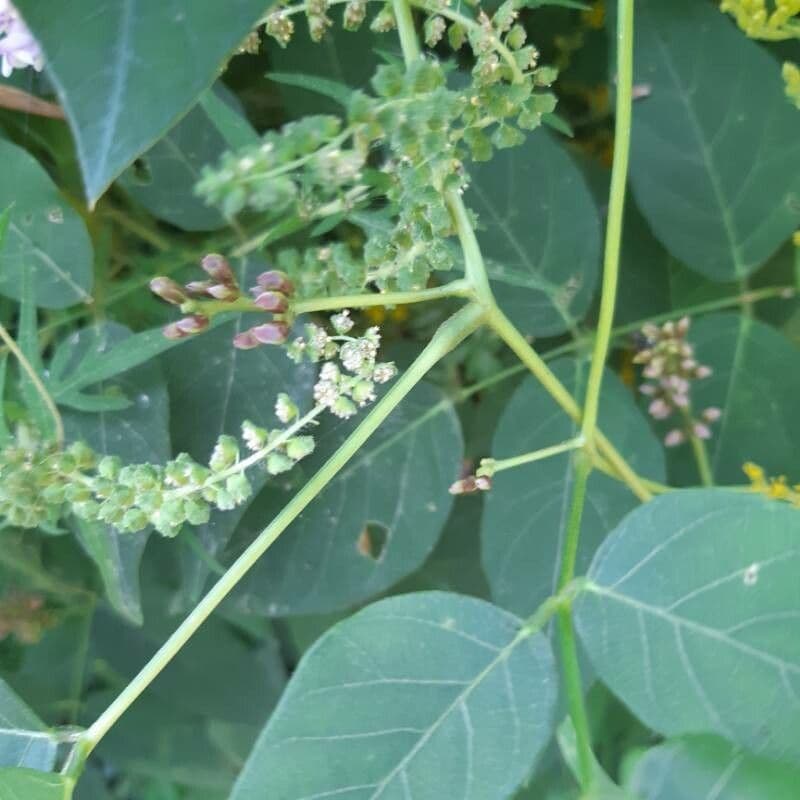 Amphicarpaea bracteata 23