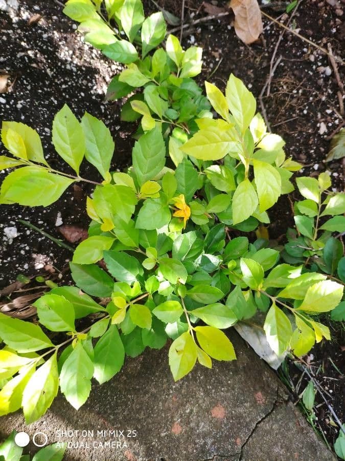 Duranta erecta 19