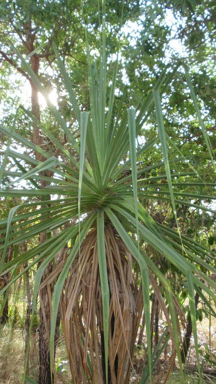 Schraubenbaum 9
