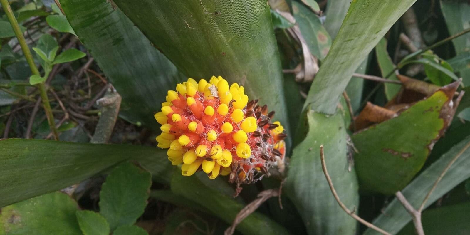 Aechmea 2