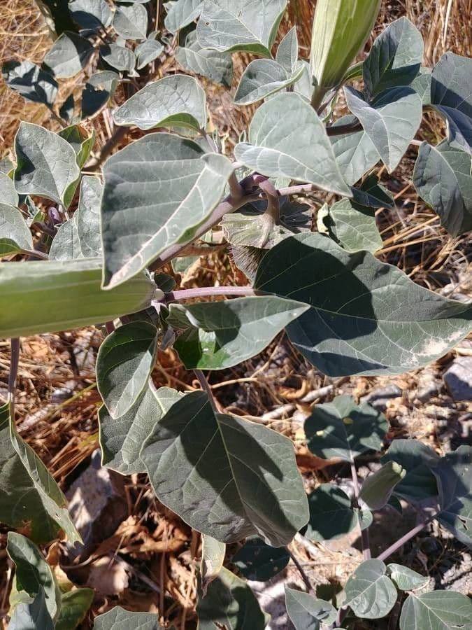 Datura di Wright 17