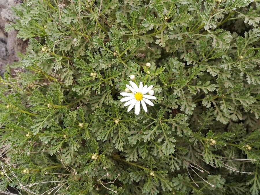 Argyranthemum 10