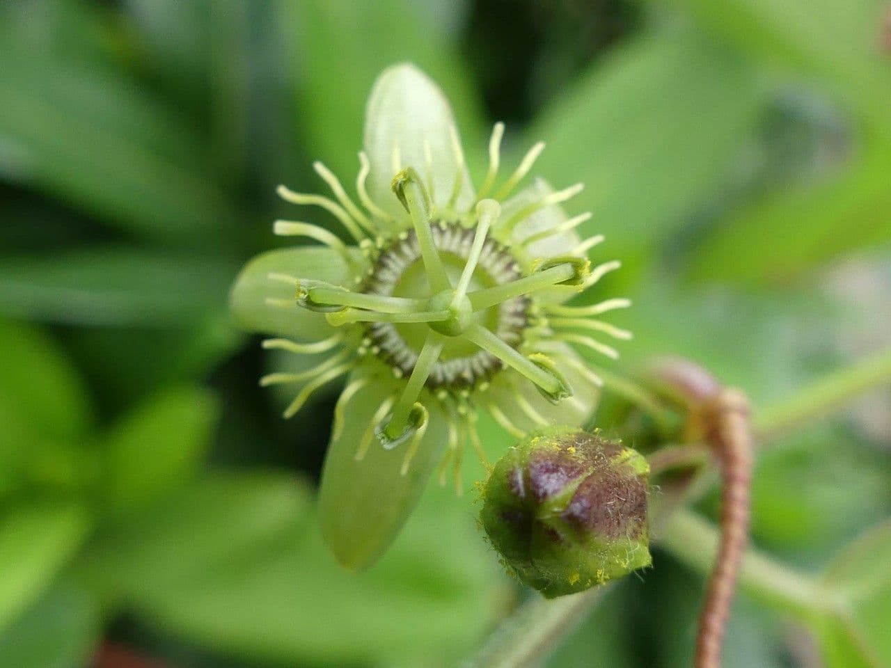 Passiflora suberosa 9