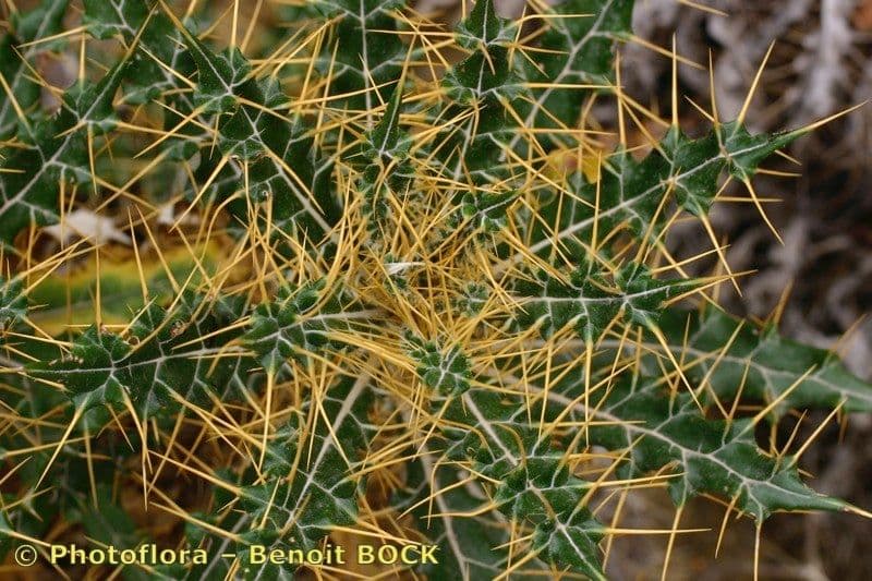 Ptilostemon 17