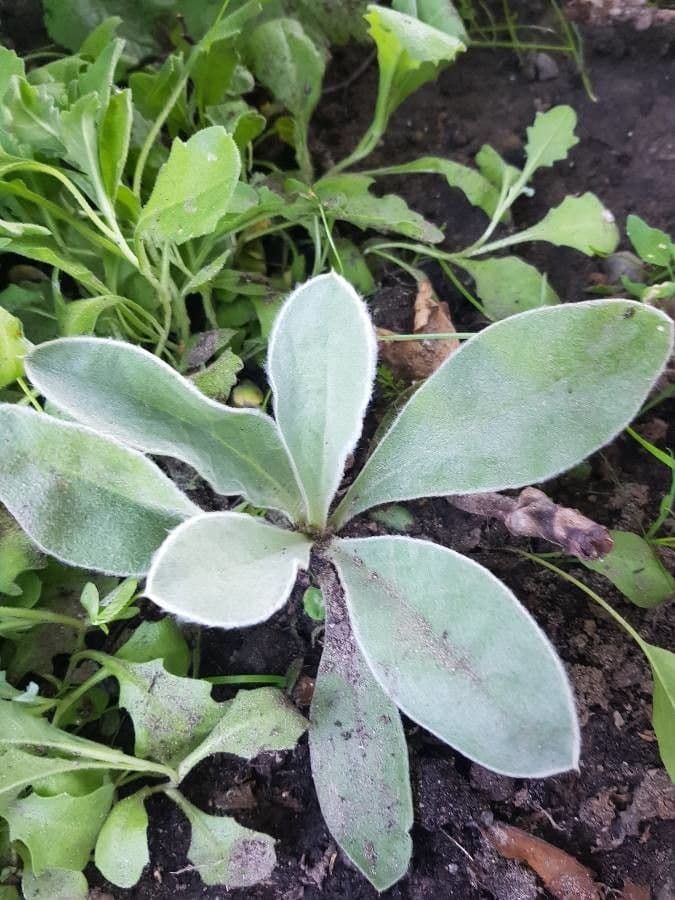 Silene coronaria 17