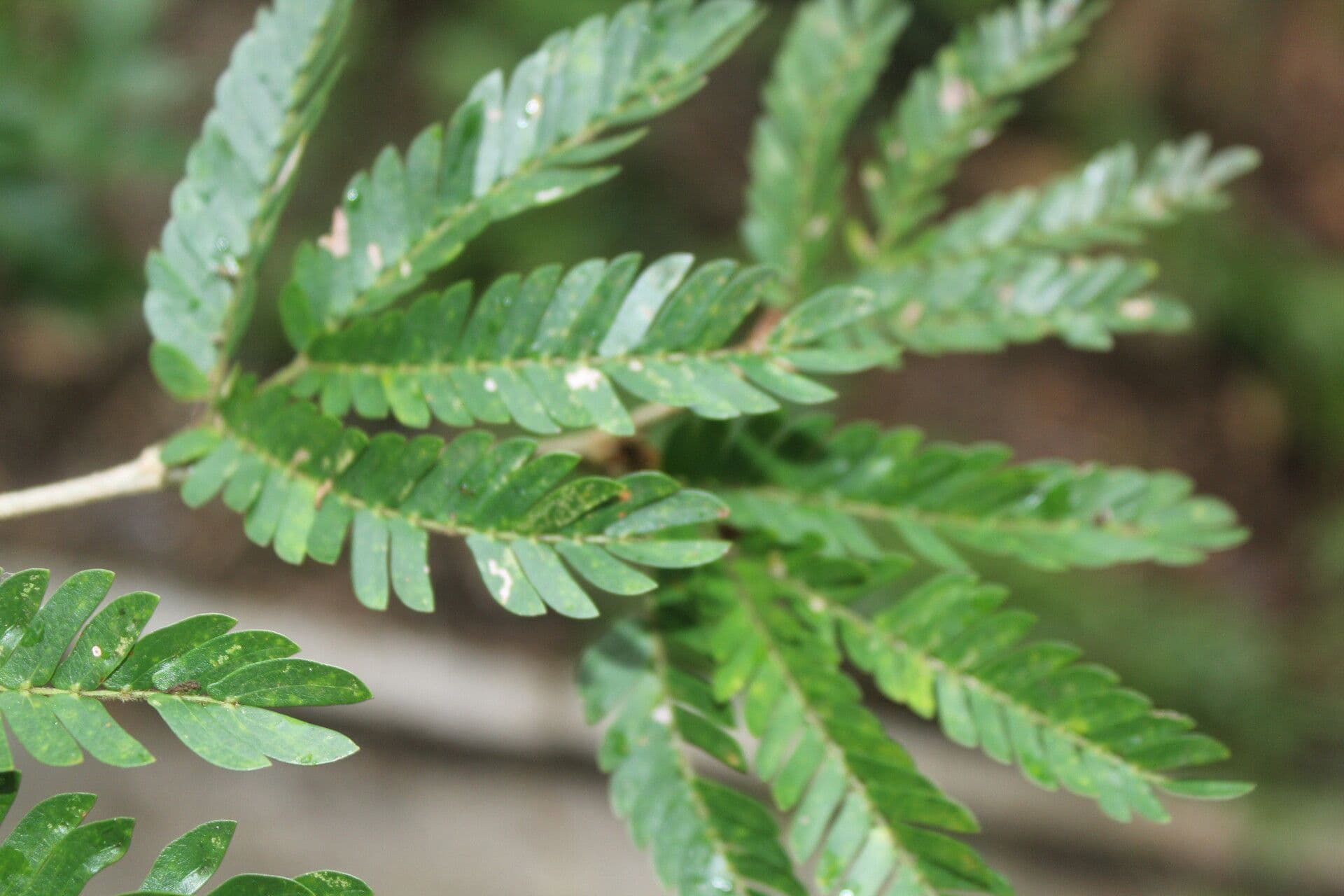 Calliandra 10