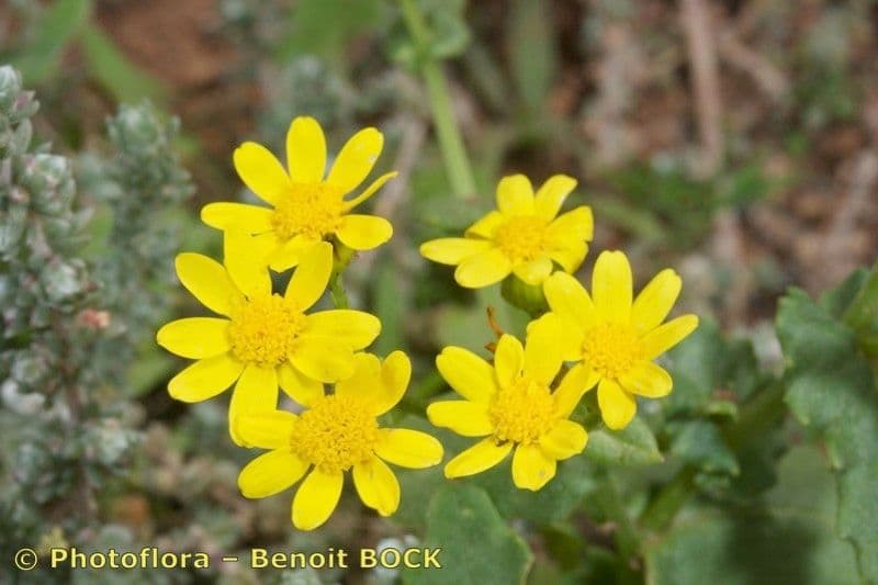 Senecio