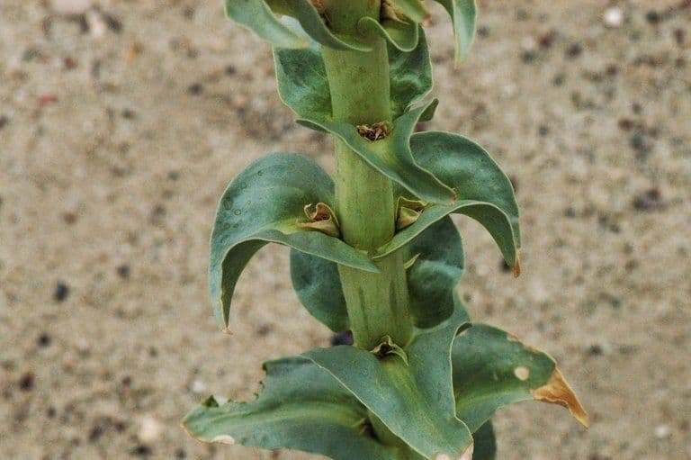 Penstemon