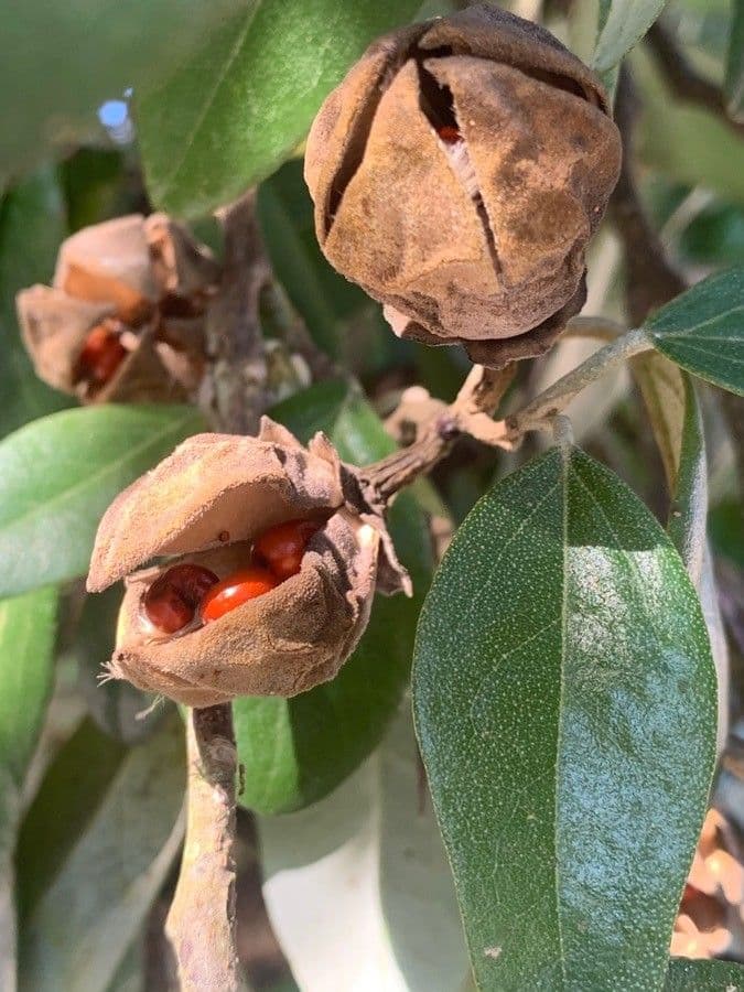 Camelia sasanqua 2