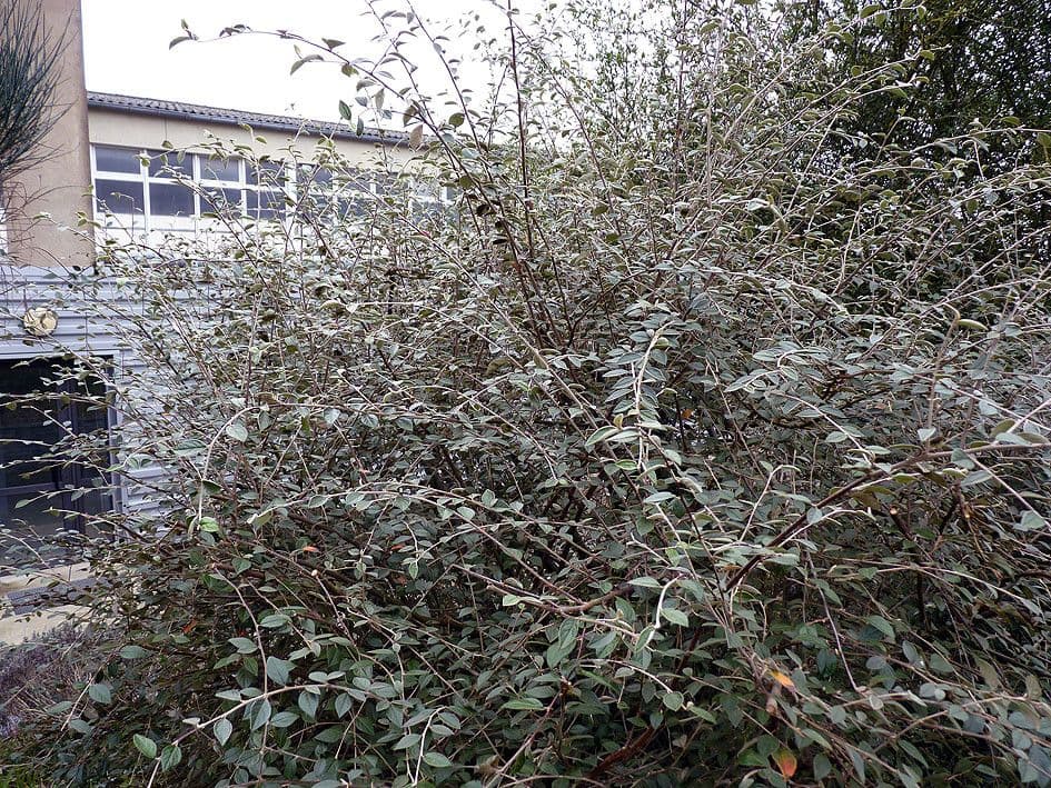 Cotoneaster di Franchet 12