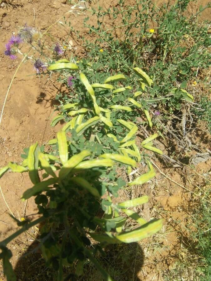 Calicotome spinosa