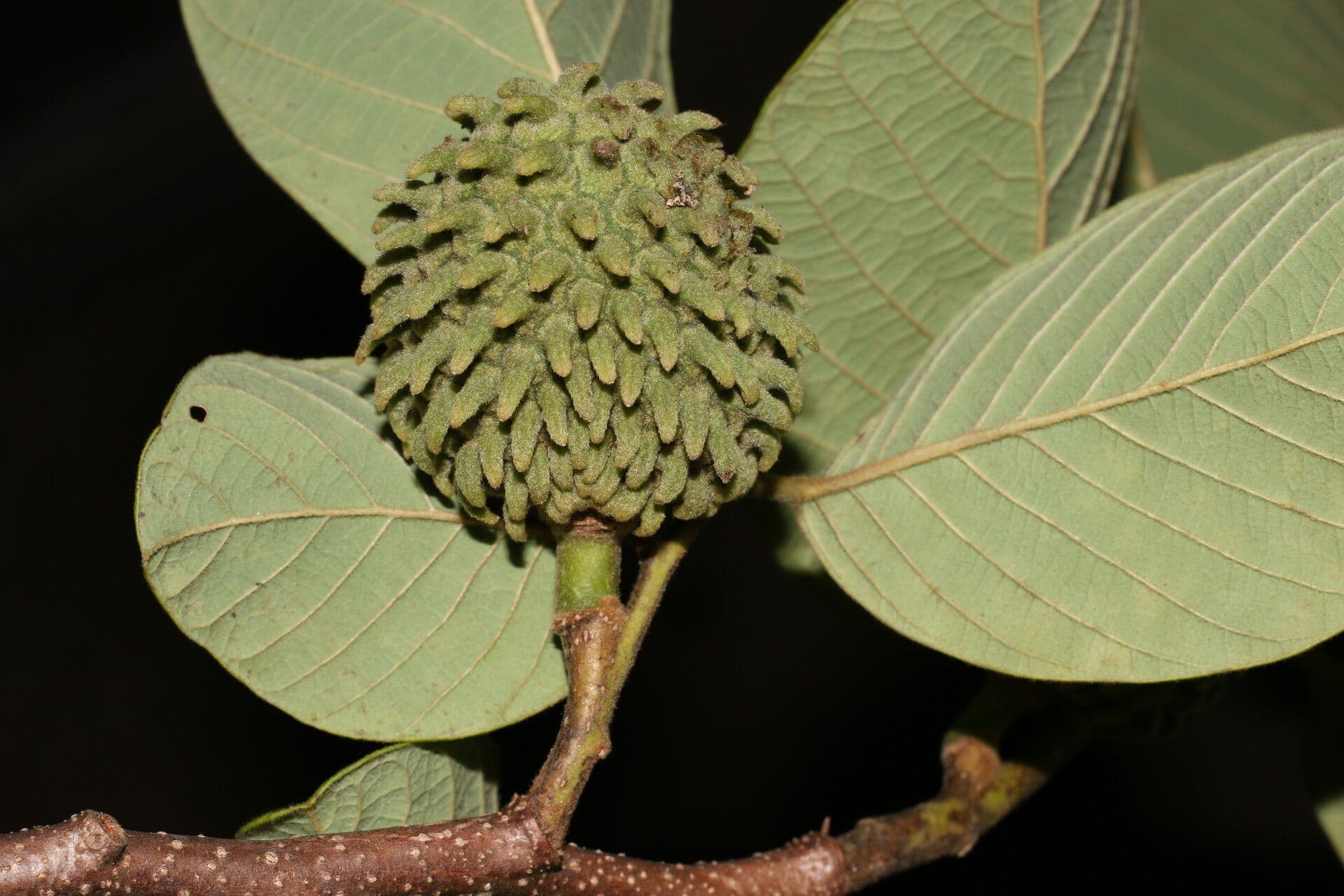 Rzah 2