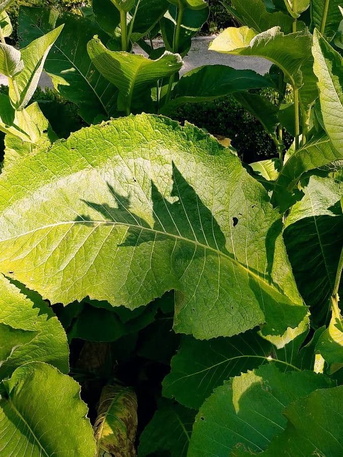 Inula 11