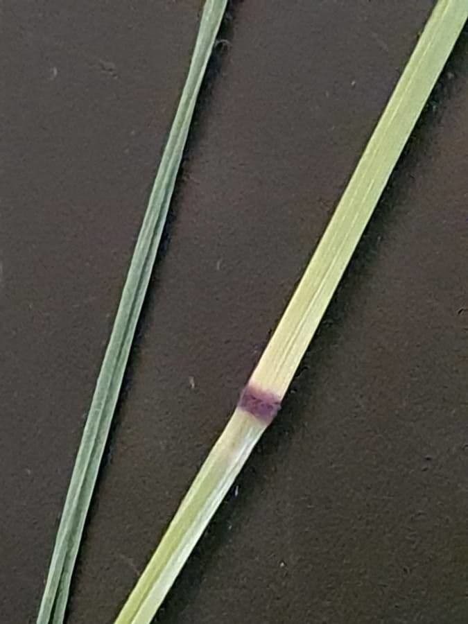 Makahola 12