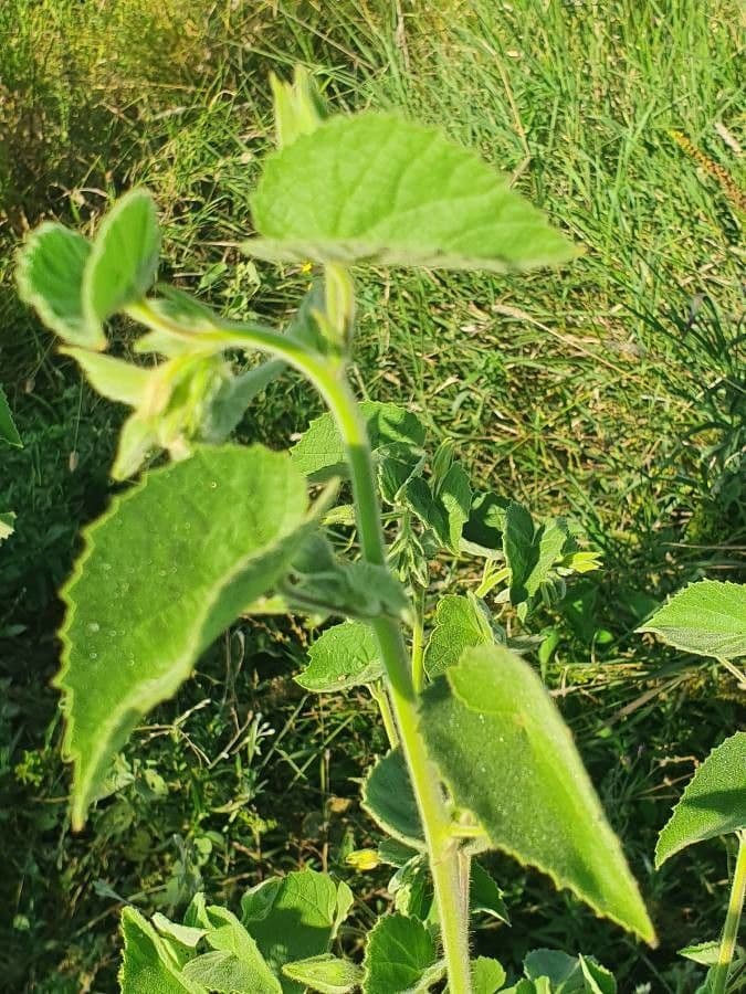 Abutilon 14