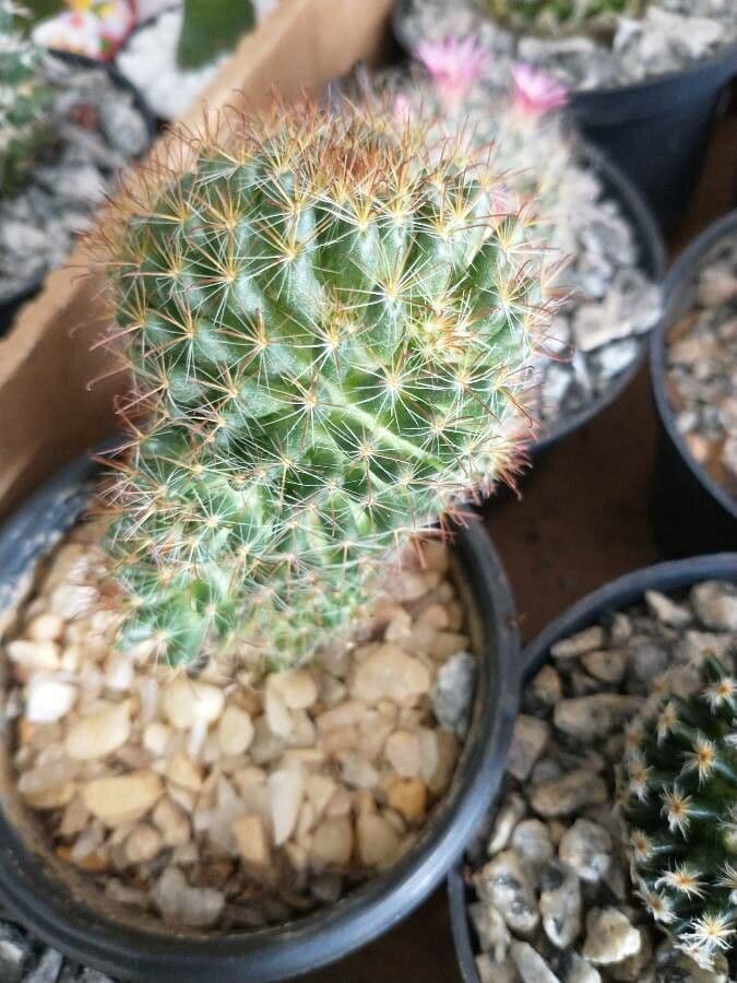 Mammillaria 18