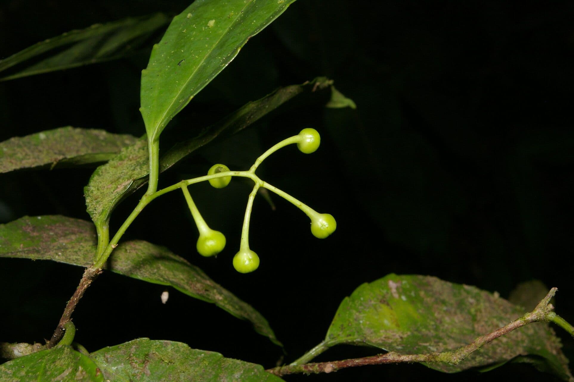 Hasseltiopsis 2