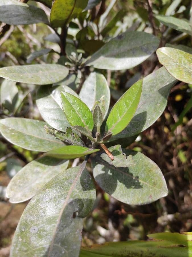 Nuxia verticillata 19