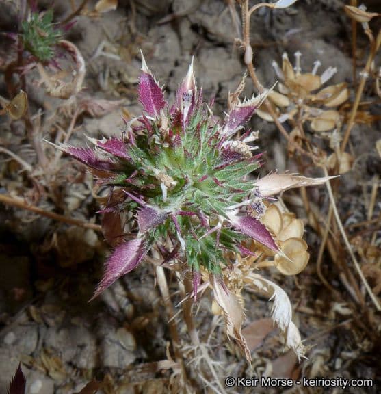 Navarretia 4