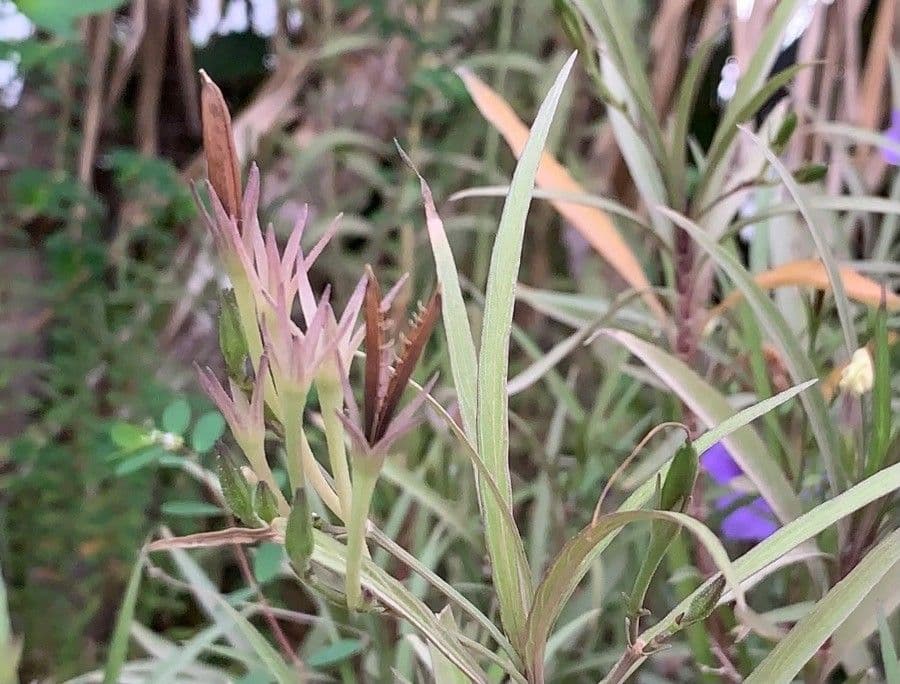 Ruellia simplex 2