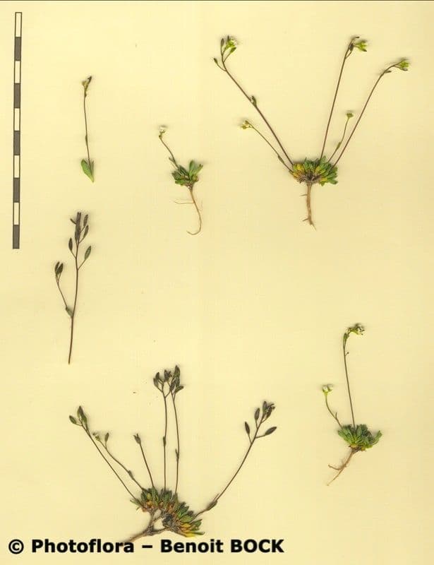 Draba di Fladnitz 8