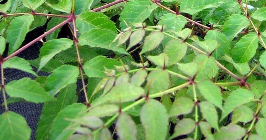 Aralia cinese 4