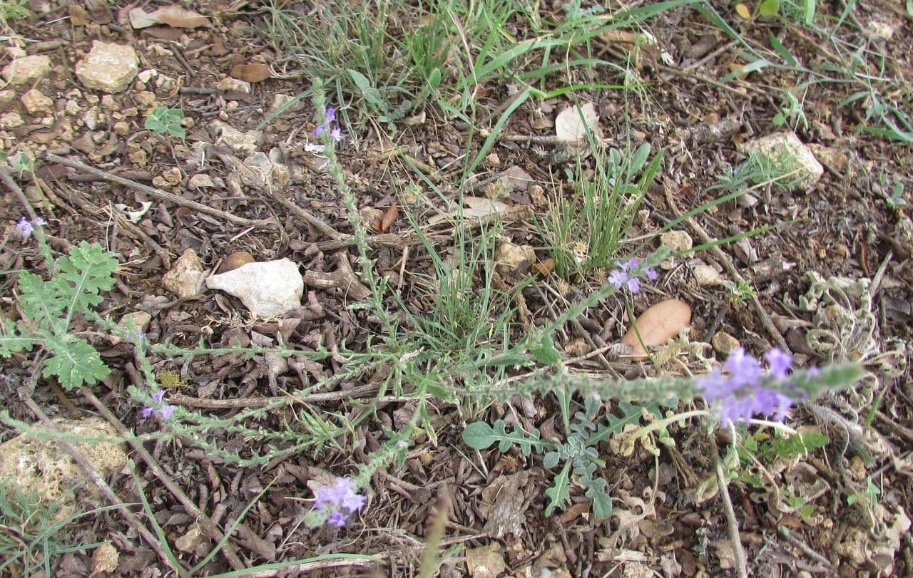 Verbena grigia 7