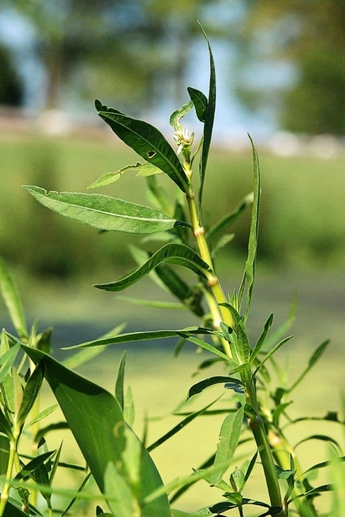 Ludwigia alternifolia 11