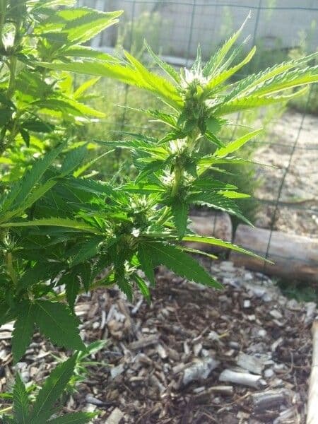 Canapa 26