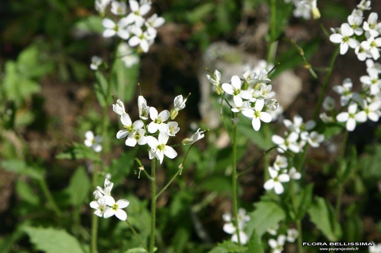 Arabetta sabbiola 9