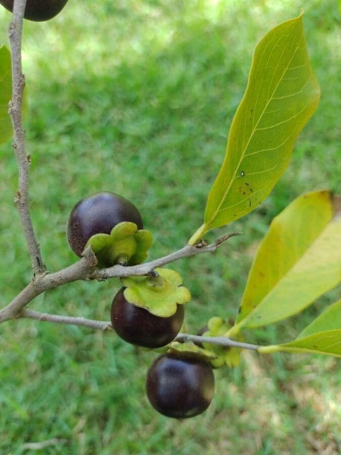 Diospyros 3