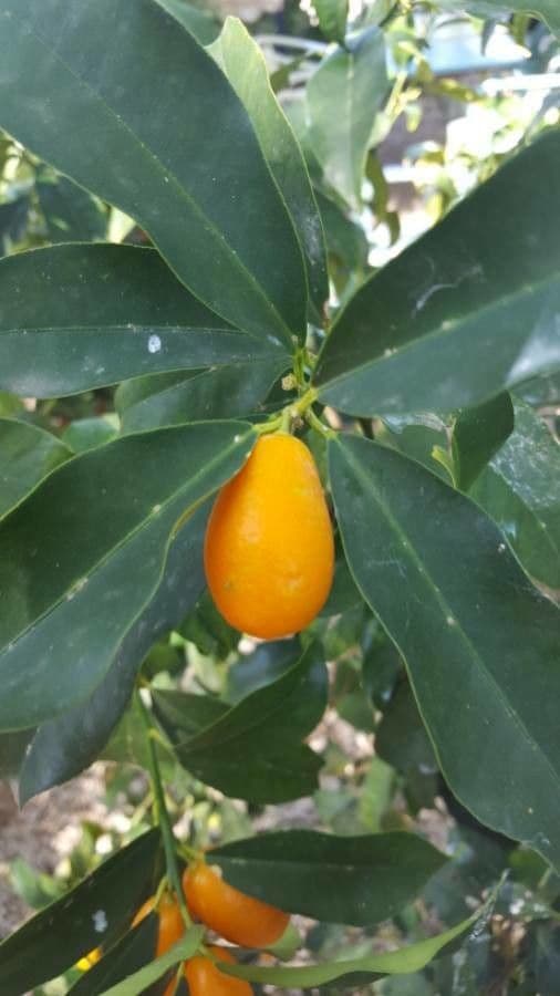 Kummerquats