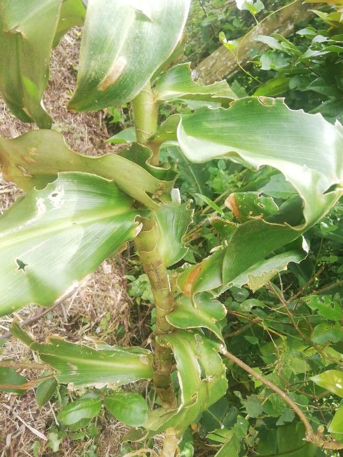 Costus 14