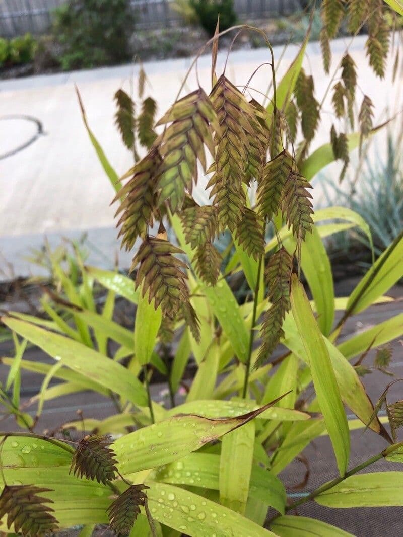 Chasmanthium latifolium 5