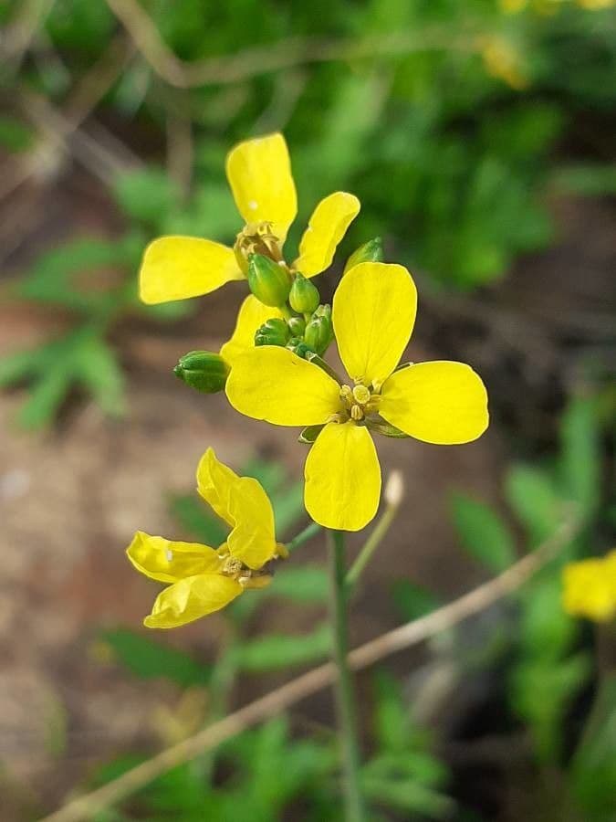 Diplotaxis virgata 5