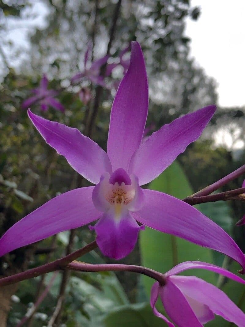 Laelia 2