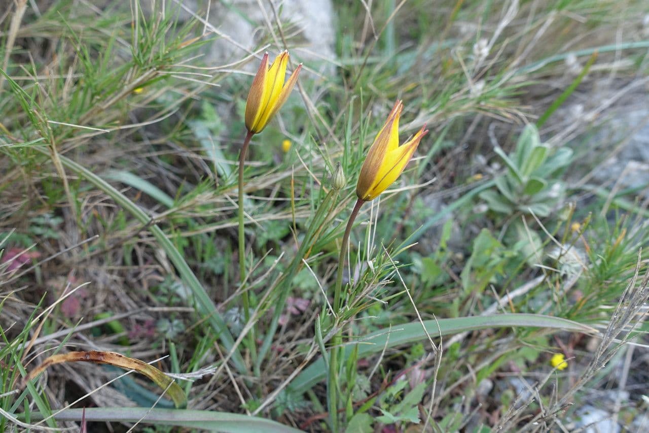 Tulipano selvatico 12