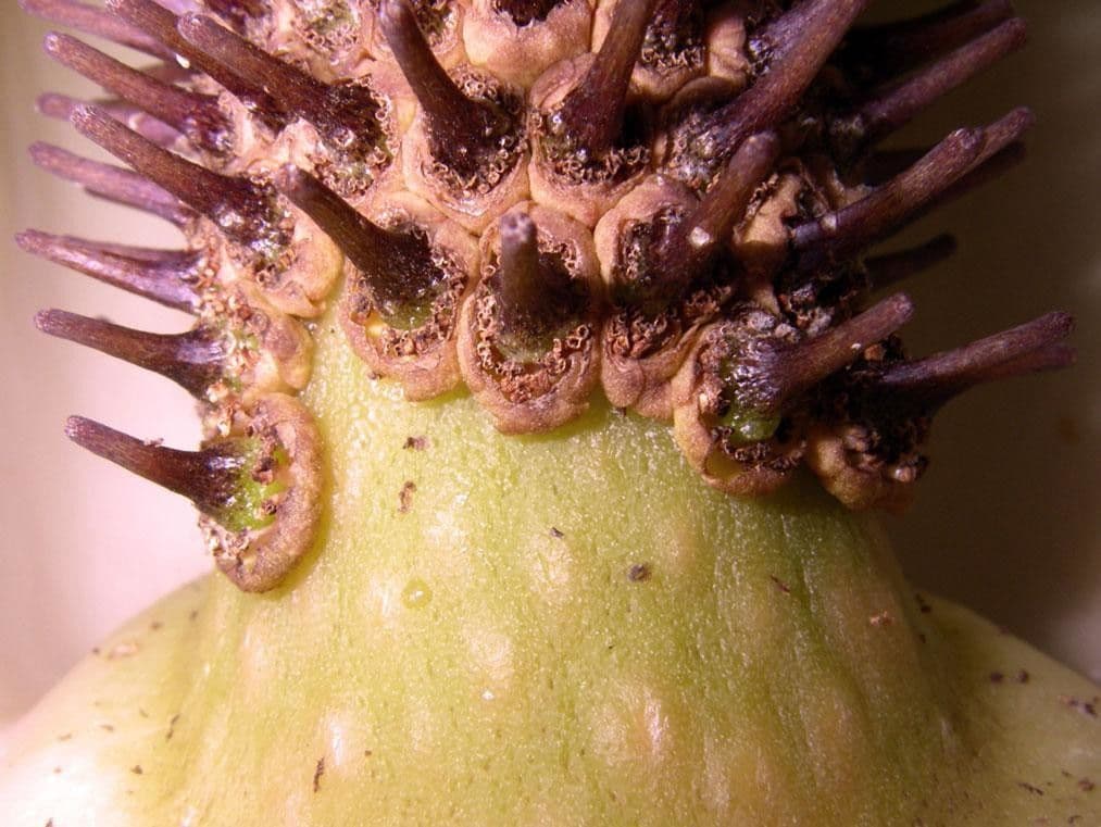 Dracontium 3