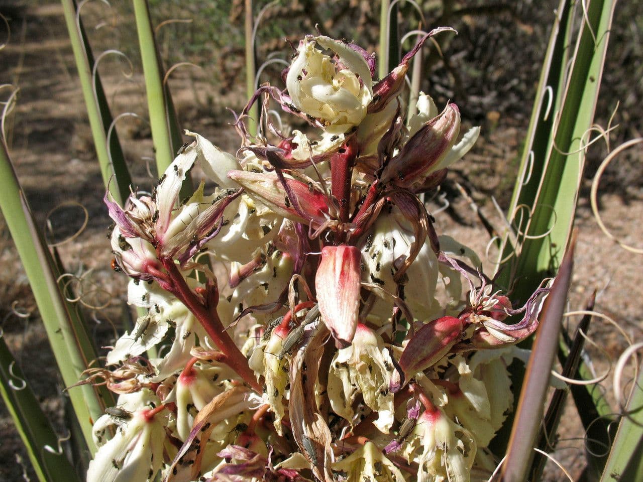 Yucca bacata 6