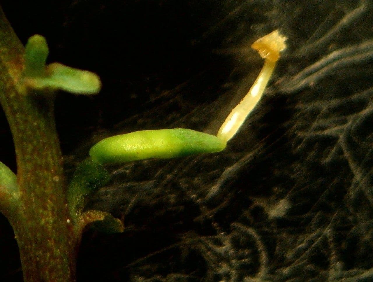 Corydalis claviculata